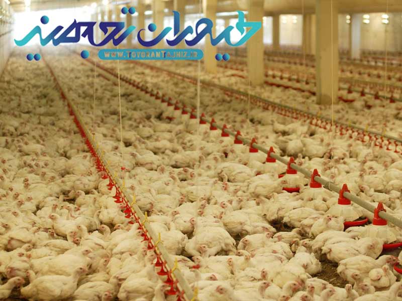 اصول پرورش طیور