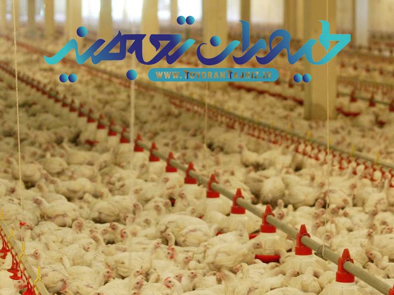 کنترل استرس گرمایی در مرغداری