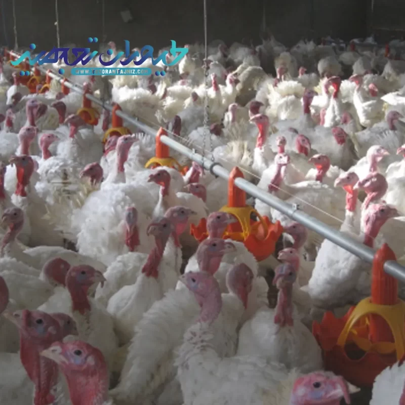 سیستم بشقاب اتوماتیک بوقلمون