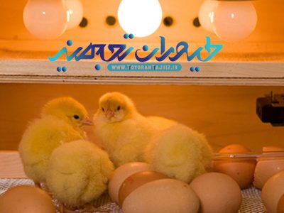 دمای جوجه ریزی