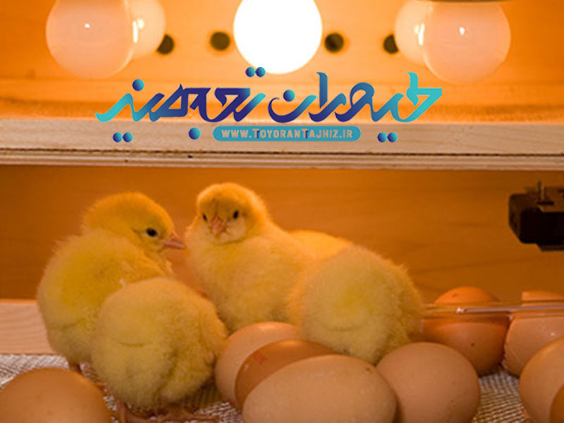 دمای جوجه ریزی