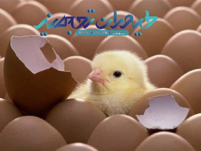 دمای جوجه ریزی و صفر تا صد جوجه کشی 