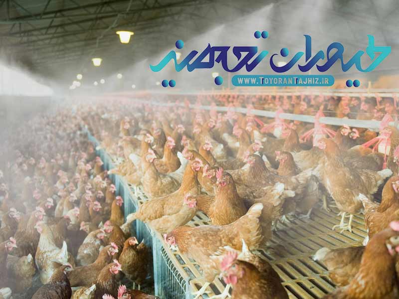 مه پاش صنعتی مرغداری | مقایسه مه پاش صنعتی و سیستم تهویه در مرغداری | مه پاش صنعتی