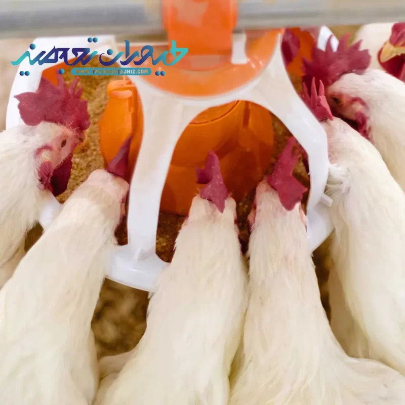 سیستم دانخوری بشقابی خروس