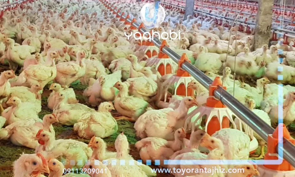 سیستم دانخوری بشقابی مرغ گوشتی